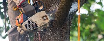 Best Lot and Land Clearing  in Sioux City, IA