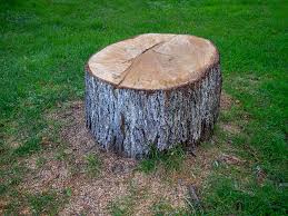 Best Tree Mulching  in Sioux City, IA