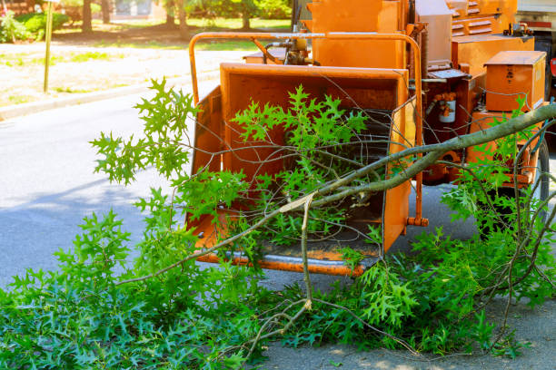Best Hedge Trimming  in Sioux City, IA