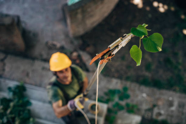 How Our Tree Care Process Works  in  Sioux City, IA