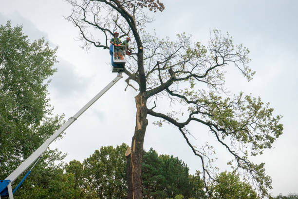 Best Tree Risk Assessment  in Sioux City, IA