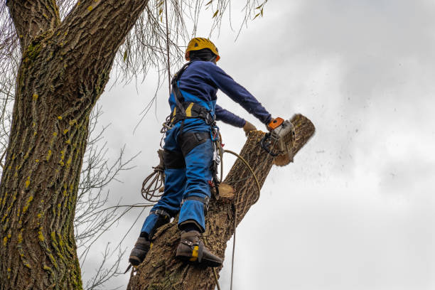 Best Stump Grinding and Removal  in Sioux City, IA