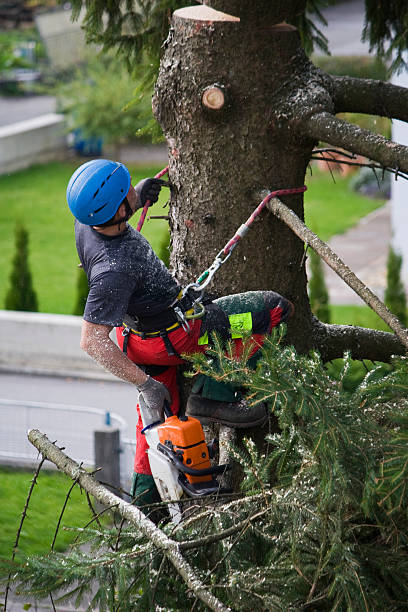 Sioux City, IA Tree Services Company