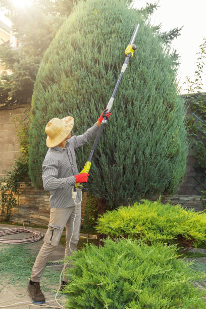 Best Tree Maintenance Programs  in Sioux City, IA