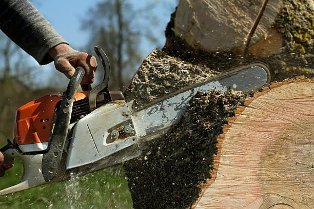 Best Lawn Maintenance Plans  in Sioux City, IA