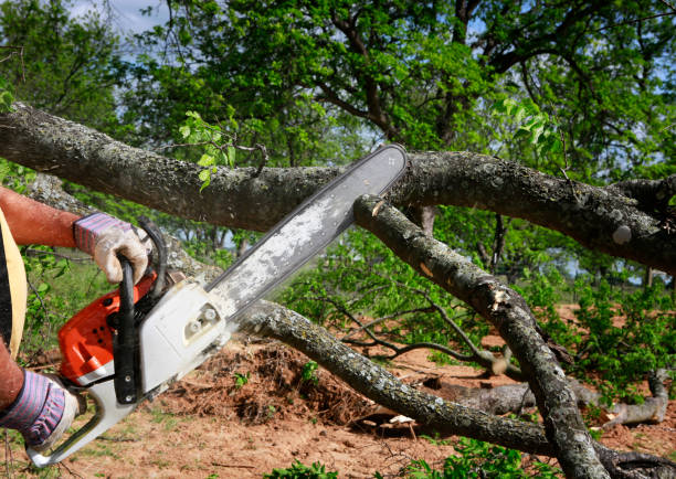Best Hazardous Tree Removal  in Sioux City, IA